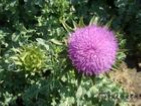 Milk  Thistle P.E